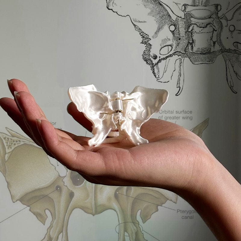 Medium Butterfly Skeleton Hair Claw Clips | NueShiny & MFP